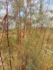 Tamarix ramosissima