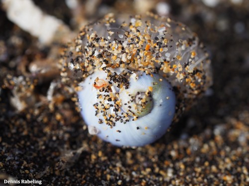 photo of Violet Sea Snail (Janthina janthina)