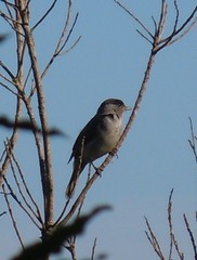 Sylvia atricapilla gularis