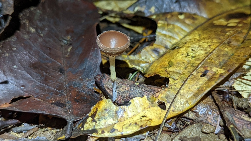 Cookeina colombiana