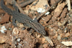 Sphaerodactylus difficilis