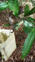 Pseudochirulus herbertensis