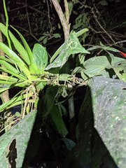 Drymonia macrophylla