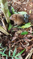 Pseudochirulus herbertensis