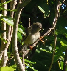 Regulus regulus inermis