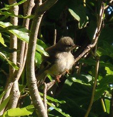 Regulus regulus inermis