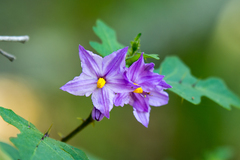 Solanum linnaeanum