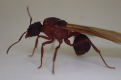 Mycetomoellerius jamaicensis