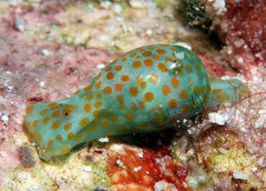 Lamprohaminoea evelinae