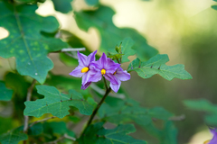 Solanum linnaeanum
