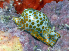 Lamprohaminoea evelinae