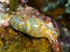 Lamprohaminoea evelinae