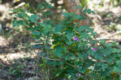 Solanum linnaeanum