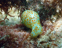 Lamprohaminoea evelinae