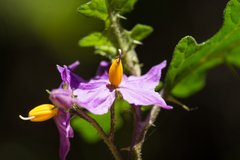 Solanum linnaeanum