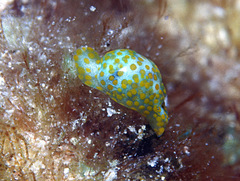 Lamprohaminoea evelinae