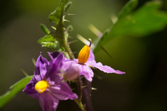 Solanum linnaeanum