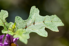 Solanum linnaeanum