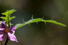 Solanum linnaeanum