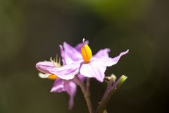 Solanum linnaeanum