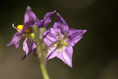 Solanum linnaeanum