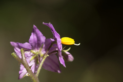 Solanum linnaeanum