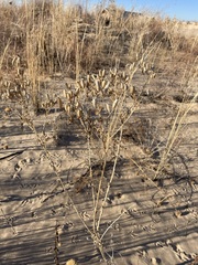 Mentzelia strictissima