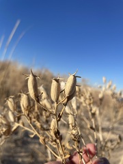 Mentzelia strictissima