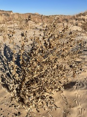 Euploca convolvulacea