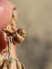 Euploca convolvulacea