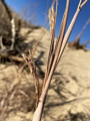 Andropogon hallii