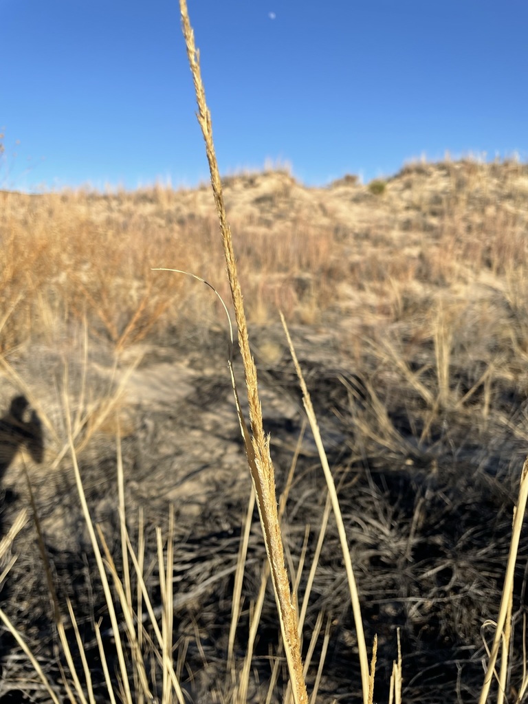 Spike Dropseed from Monahans Sand Hills State Park, Ward, Texas, United ...