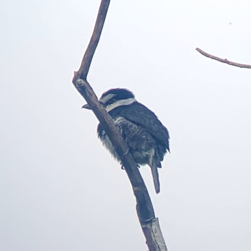 Notharchus hyperrhynchus image