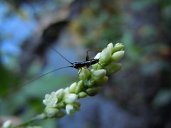 Conocephalus chavesi