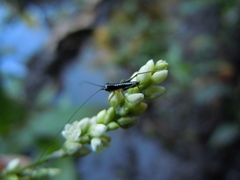 Conocephalus chavesi