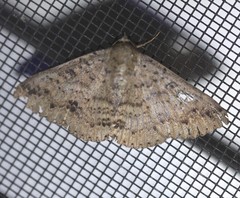 Ericeia sobria