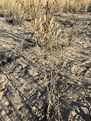 Mentzelia strictissima