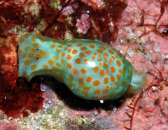 Lamprohaminoea evelinae