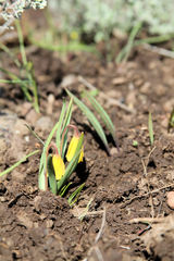 Fritillaria pudica
