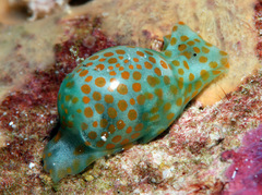 Lamprohaminoea evelinae