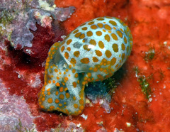 Lamprohaminoea evelinae