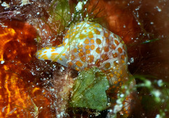 Lamprohaminoea evelinae