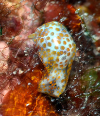 Lamprohaminoea evelinae