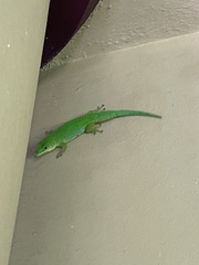 Phelsuma sundbergi