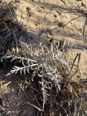 Hymenopappus flavescens