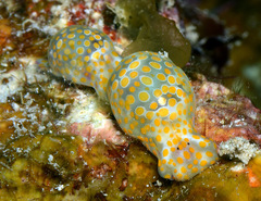 Lamprohaminoea evelinae