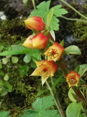 Echeveria bicolor