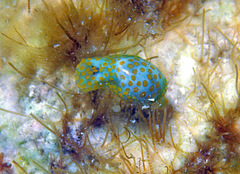 Lamprohaminoea evelinae