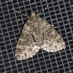 Polyclysta hypogrammata