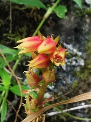 Echeveria bicolor